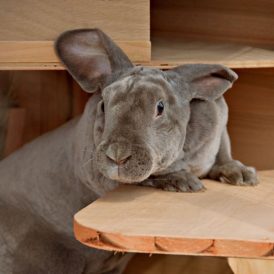 Taking Good Care of a Domestic Rabbit Image